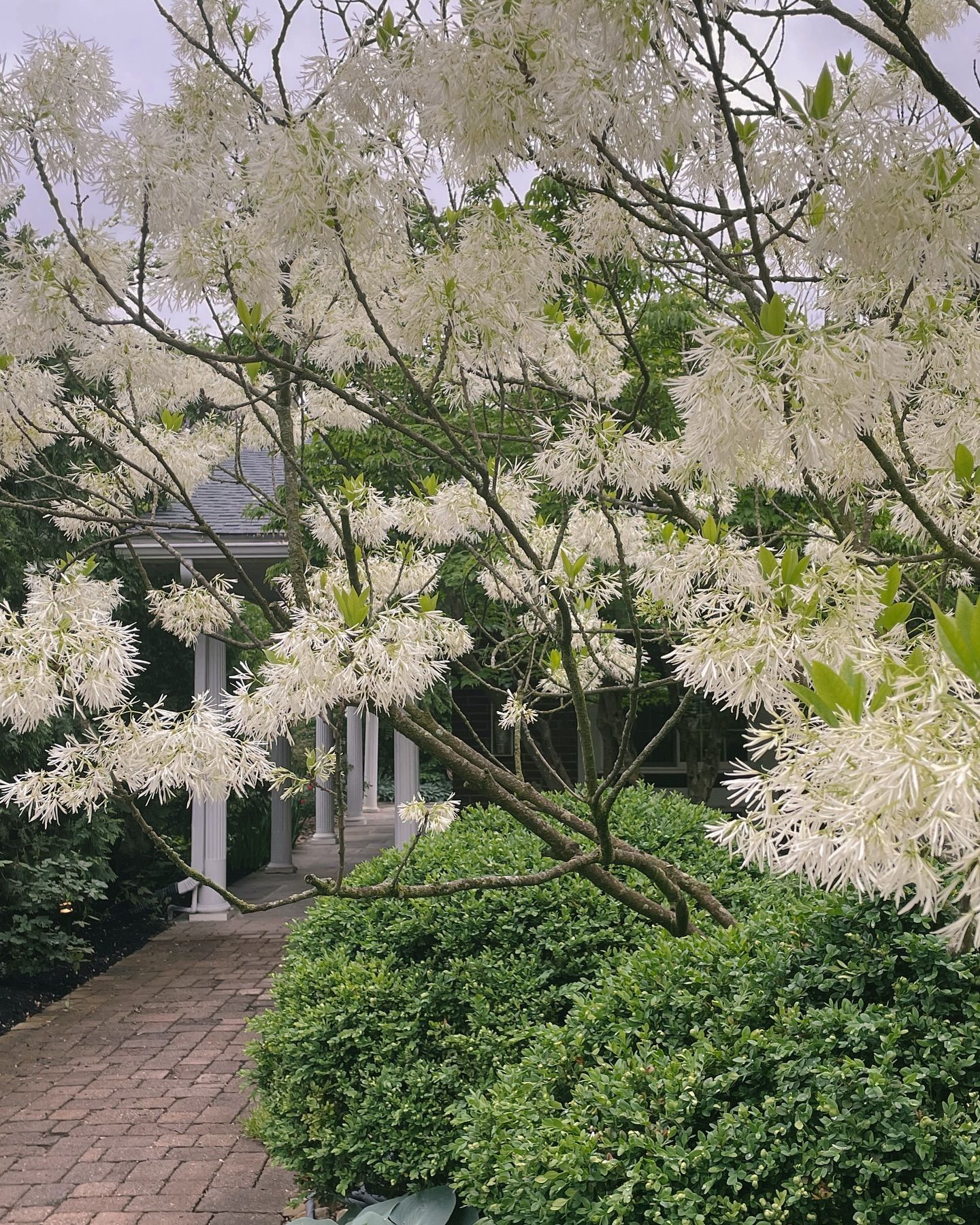 A flowering white fringetree blooms over a brick path, with a white colonnade and green shrubbery in the background.