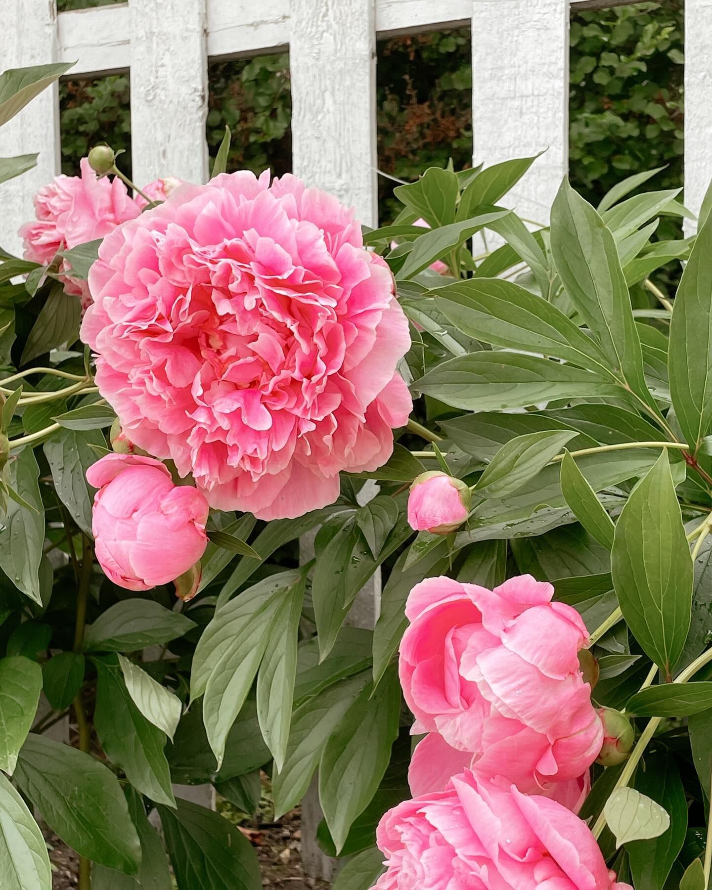 Pink peonies in bloom with green leaves against a white picket fence.