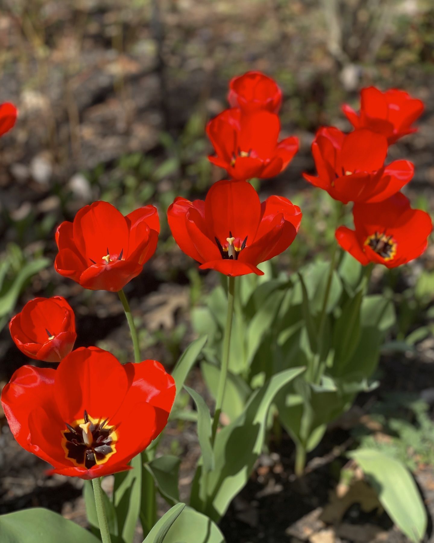 Red tulips blooming in a garden, green leaves in sunlight.