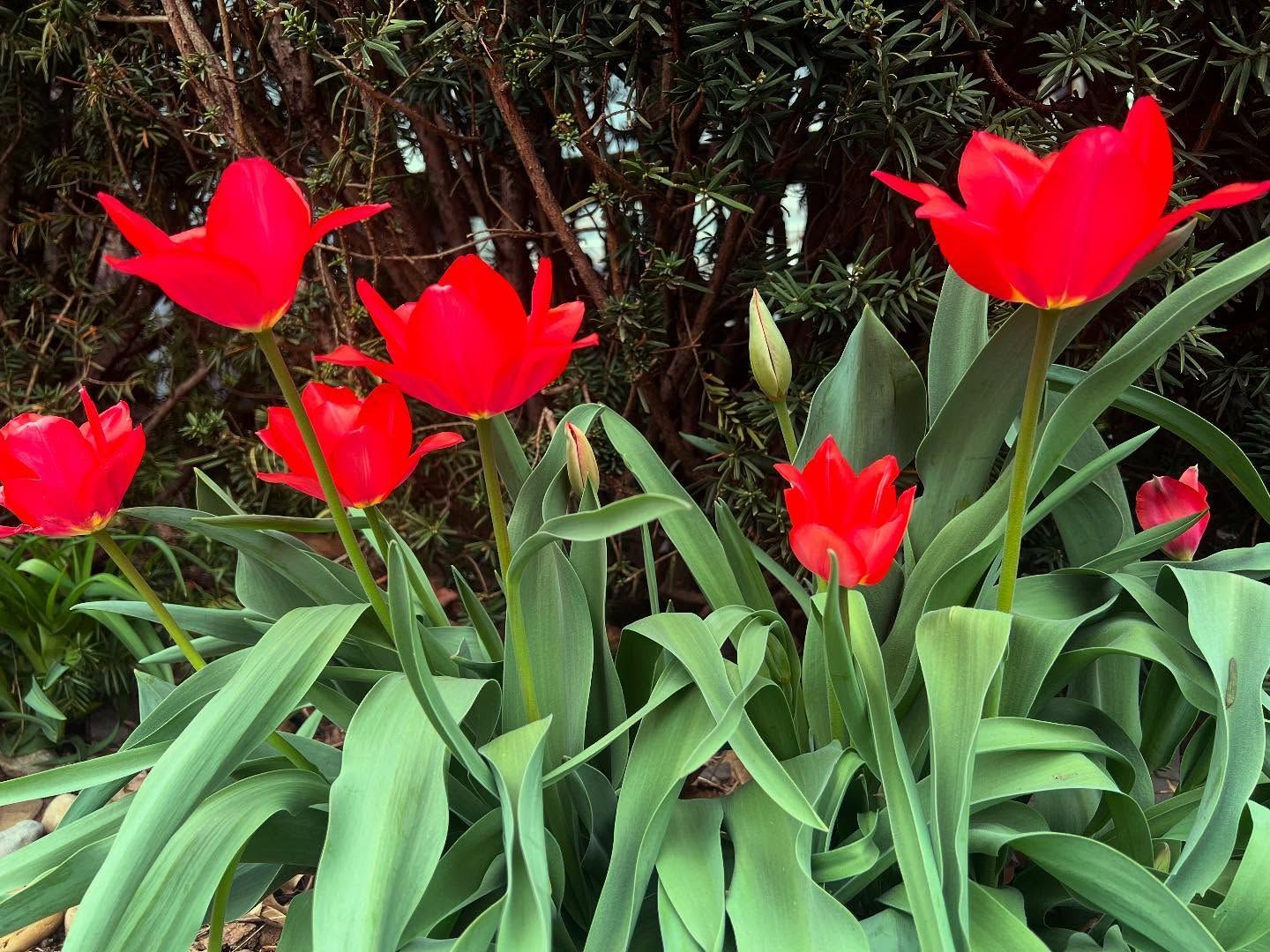 Red tulips in bloom with green leaves.