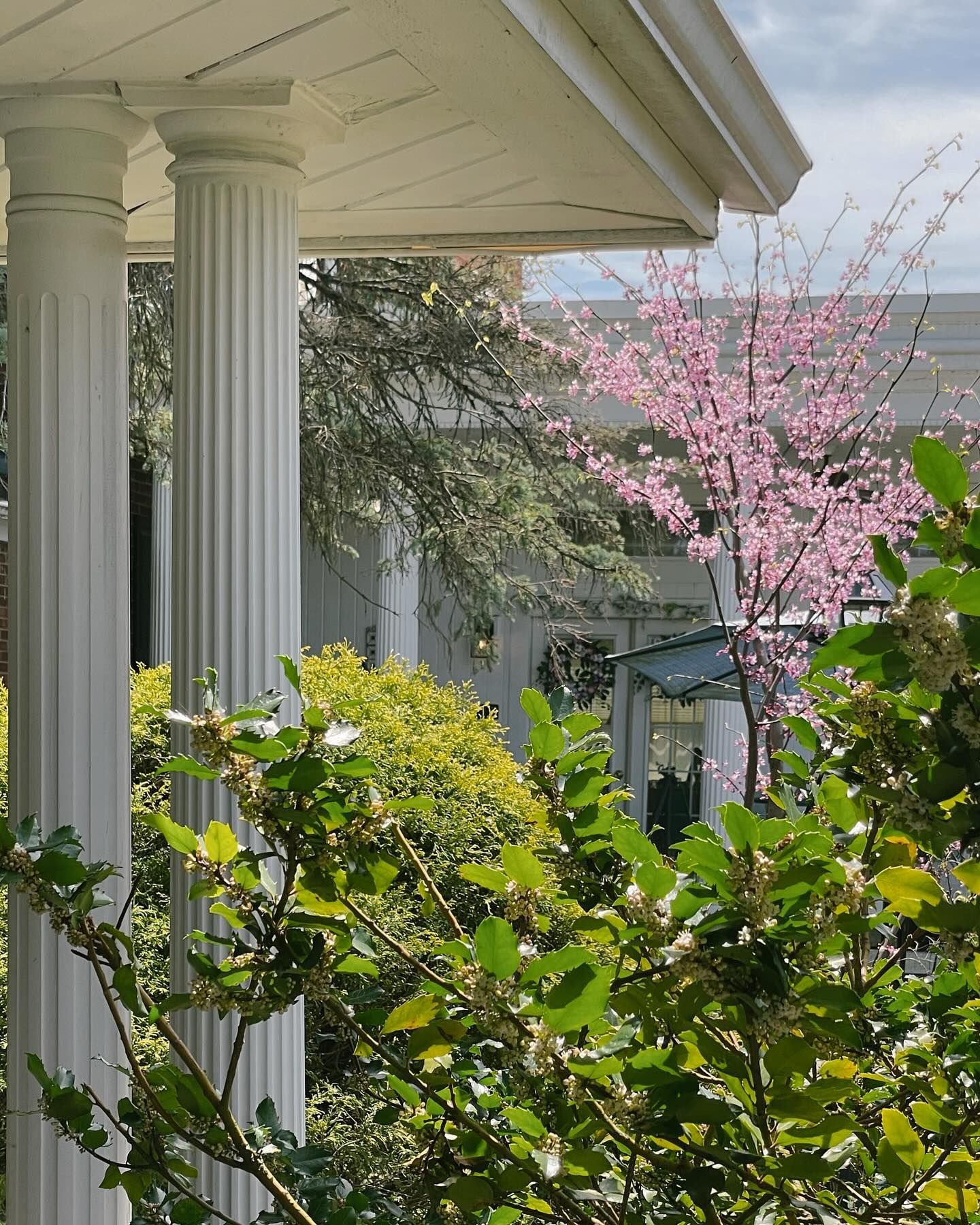 White columns supporting a porch roof with blooming pink tree and green foliage in the foreground.