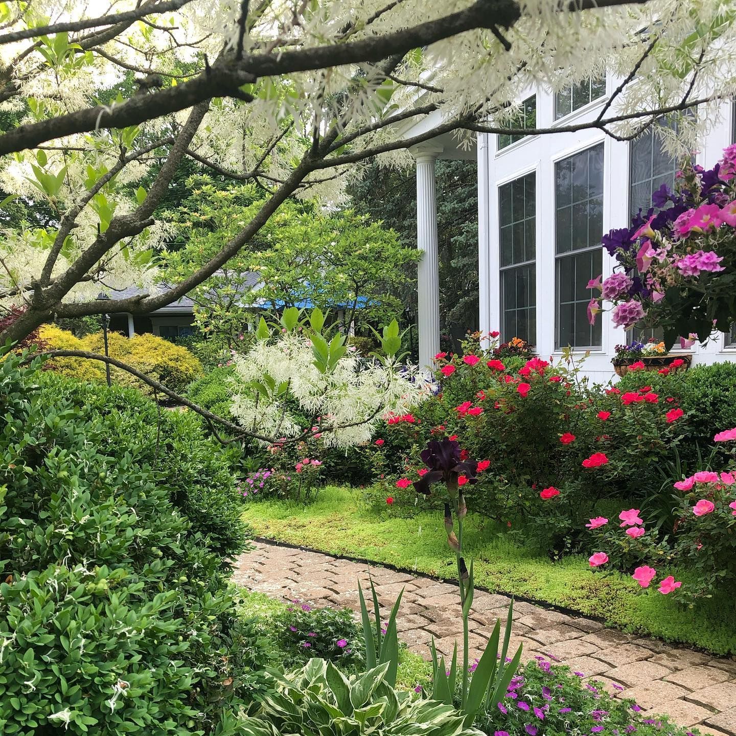 A garden path leads to a white house, surrounded by colorful flowers and greenery.