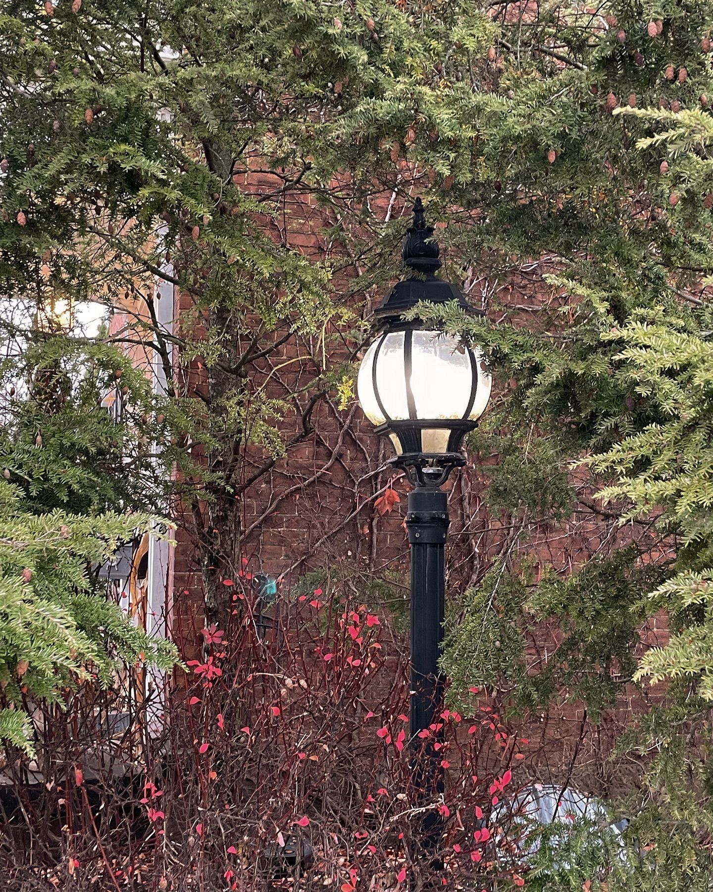 Black lamppost with a globe-shaped light surrounded by green and red bushes.