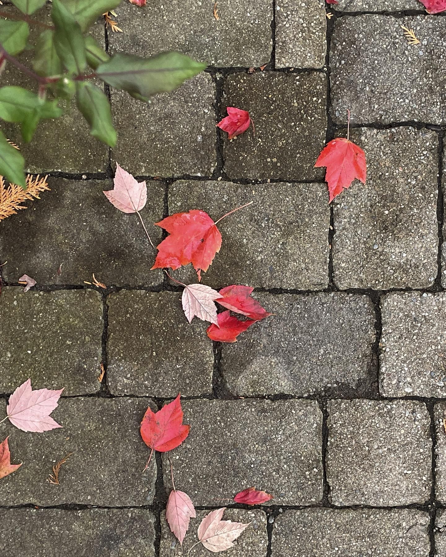 Red and pink leaves scattered on a gray brick walkway.