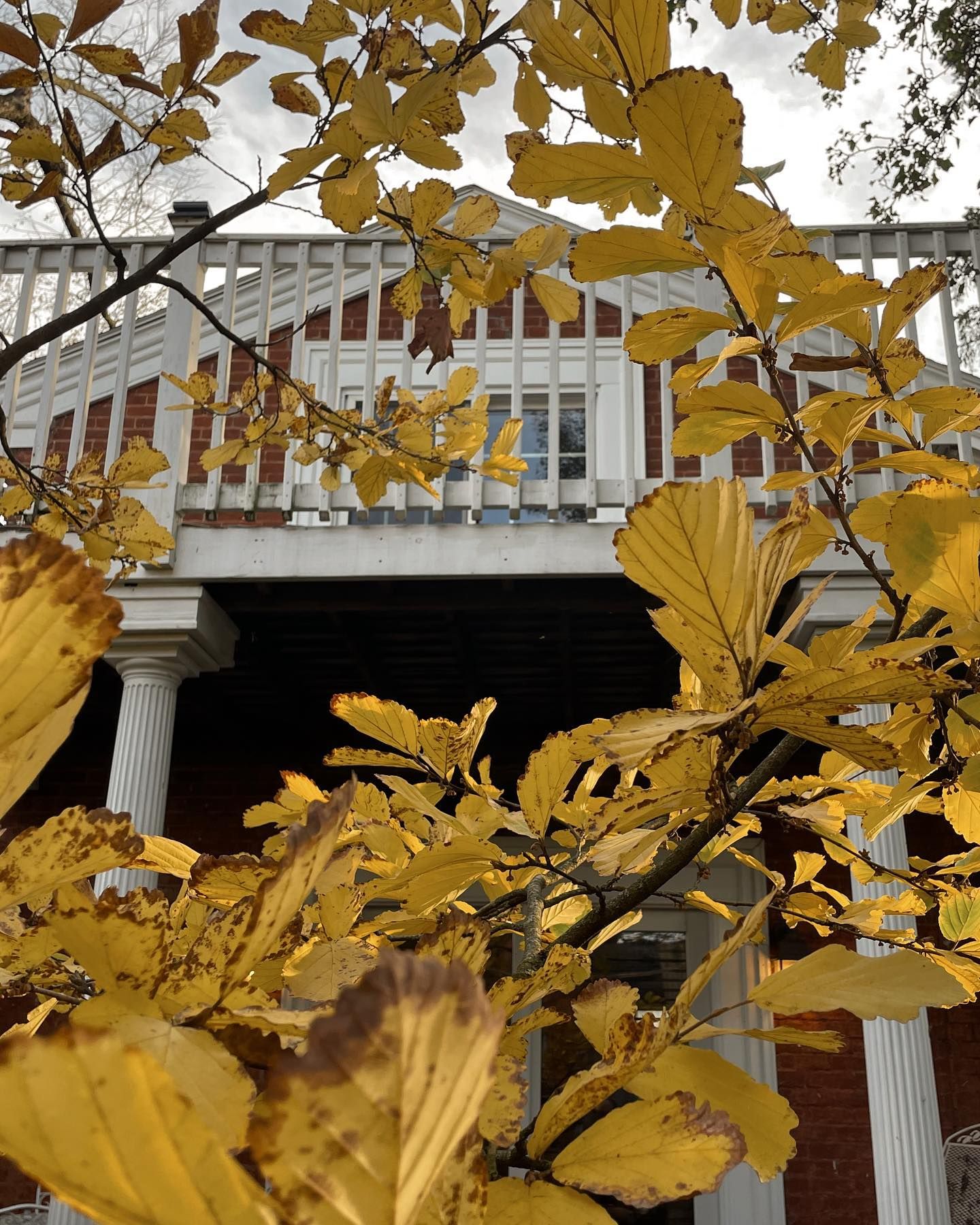 Yellow leaves frame a red brick building with a white balcony and pillars.