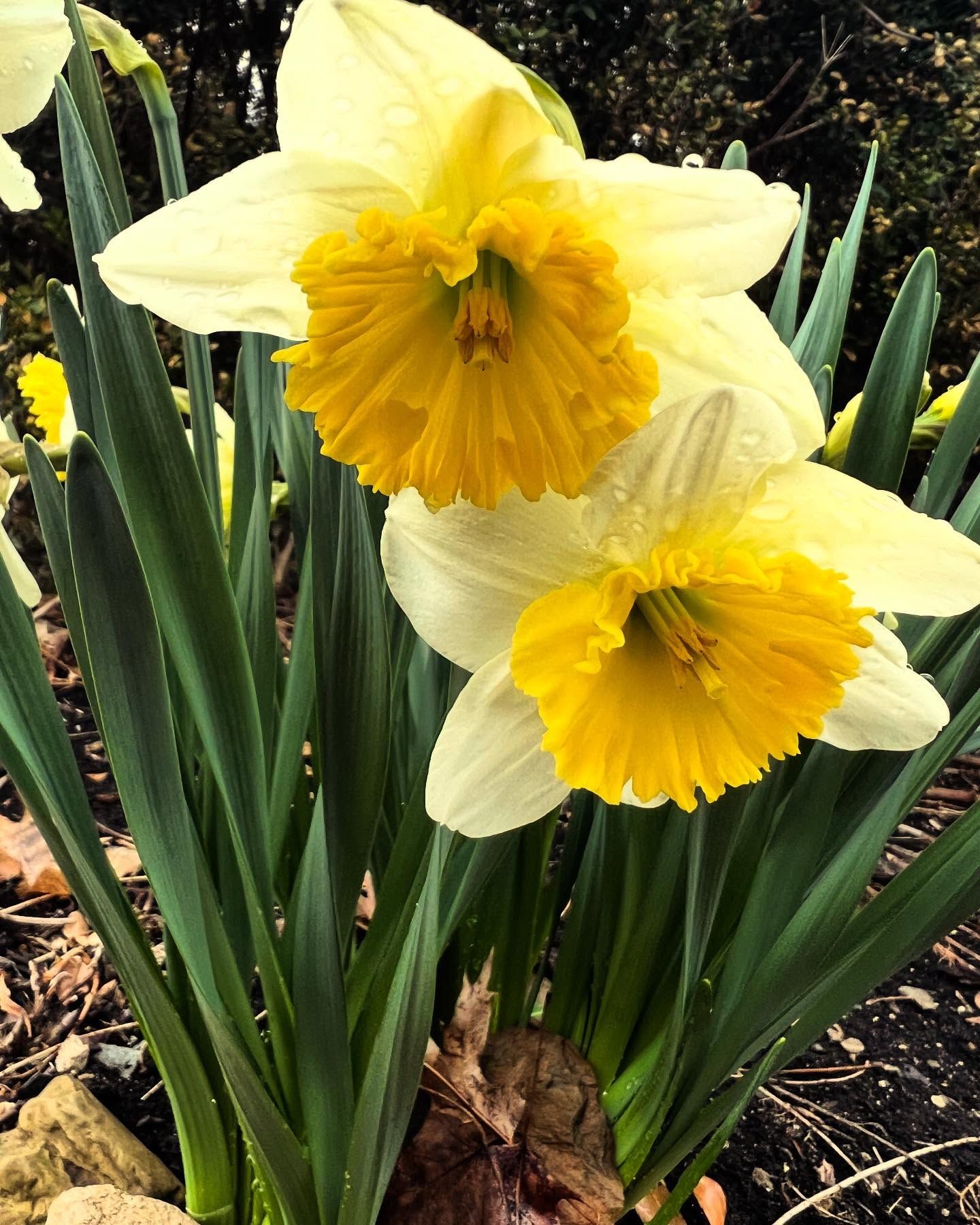 Yellow and white daffodils in bloom.