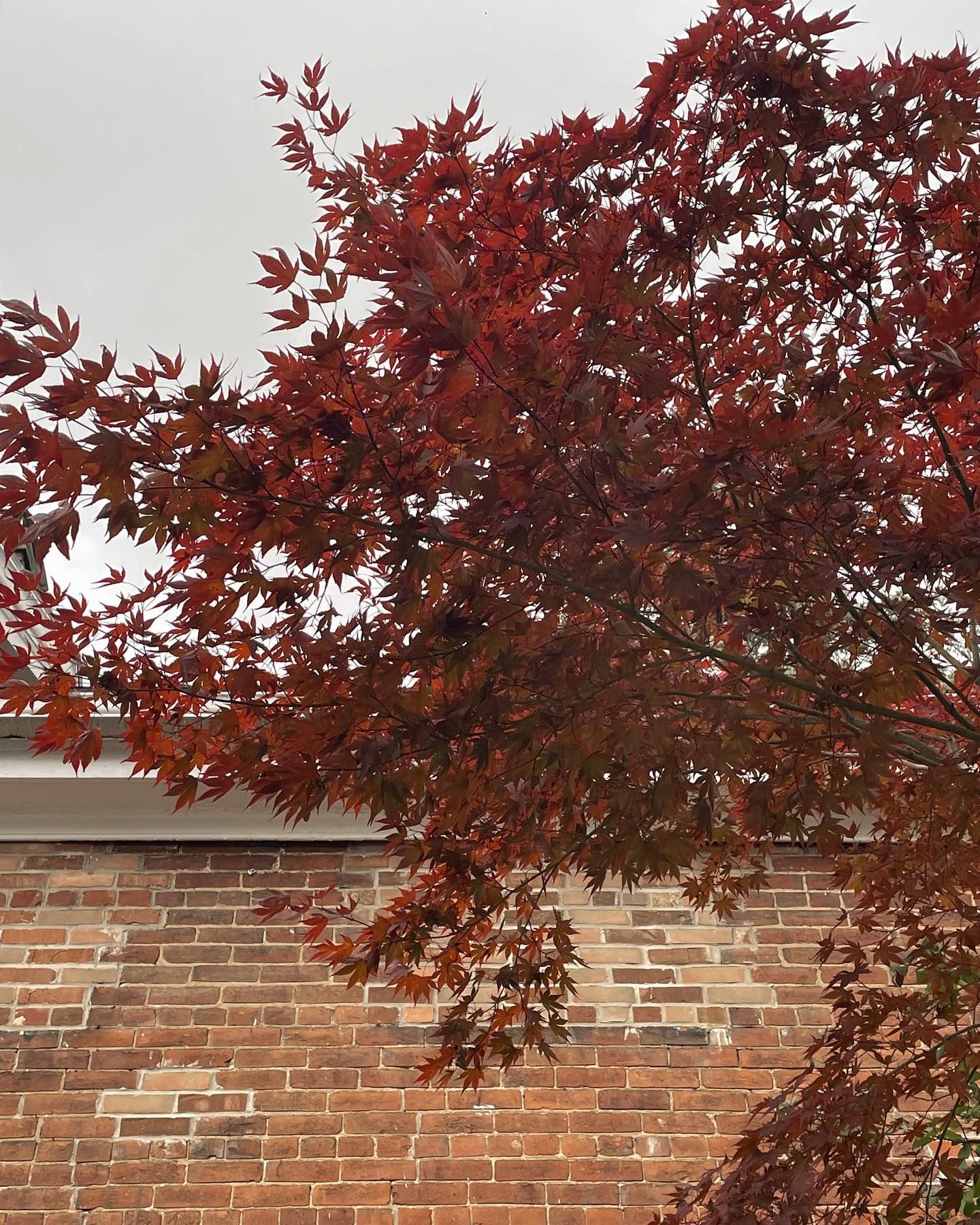 Red-leafed tree branches against a brick wall and overcast sky.