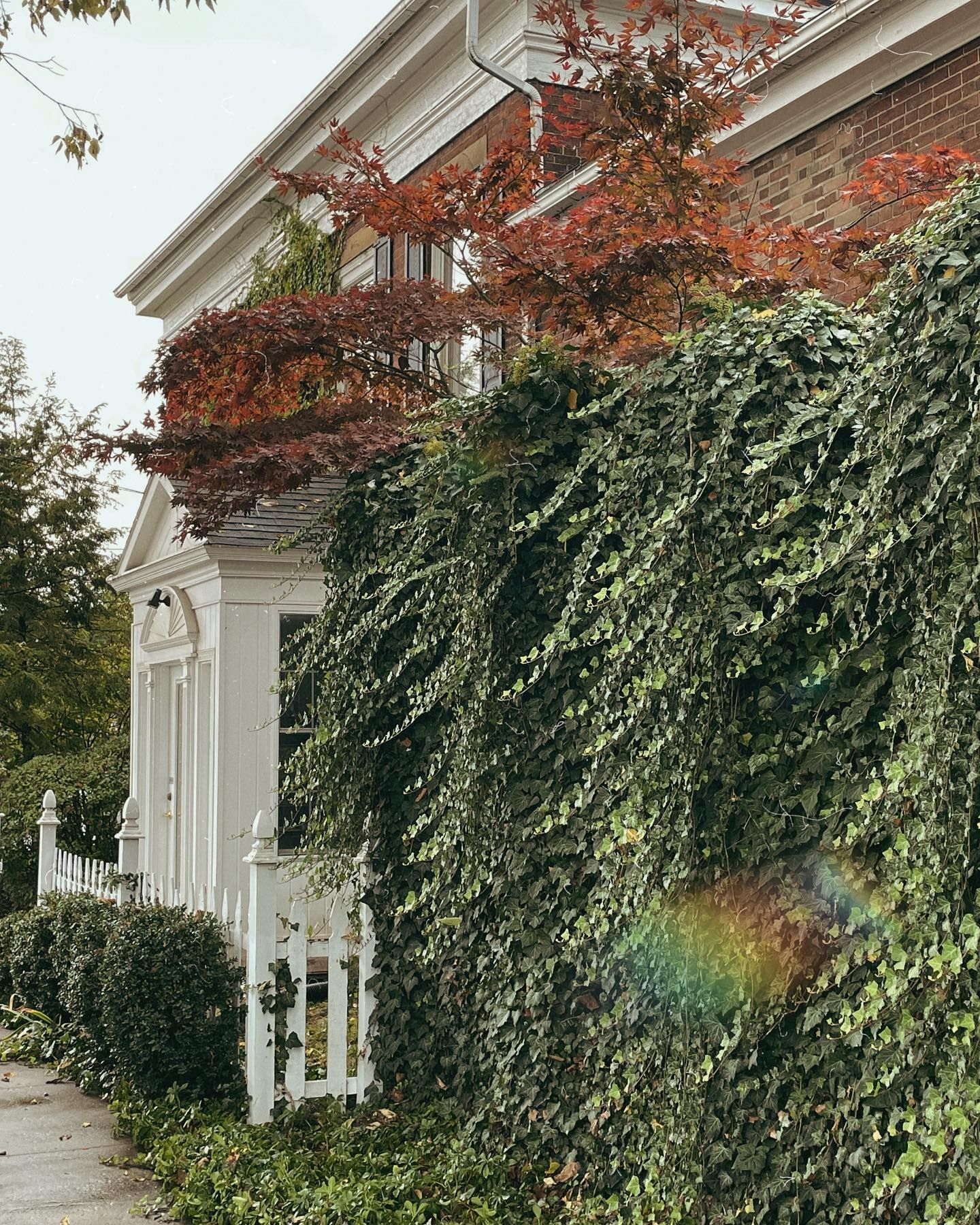 Brick house with white trim, covered in green ivy, red tree leaves visible.