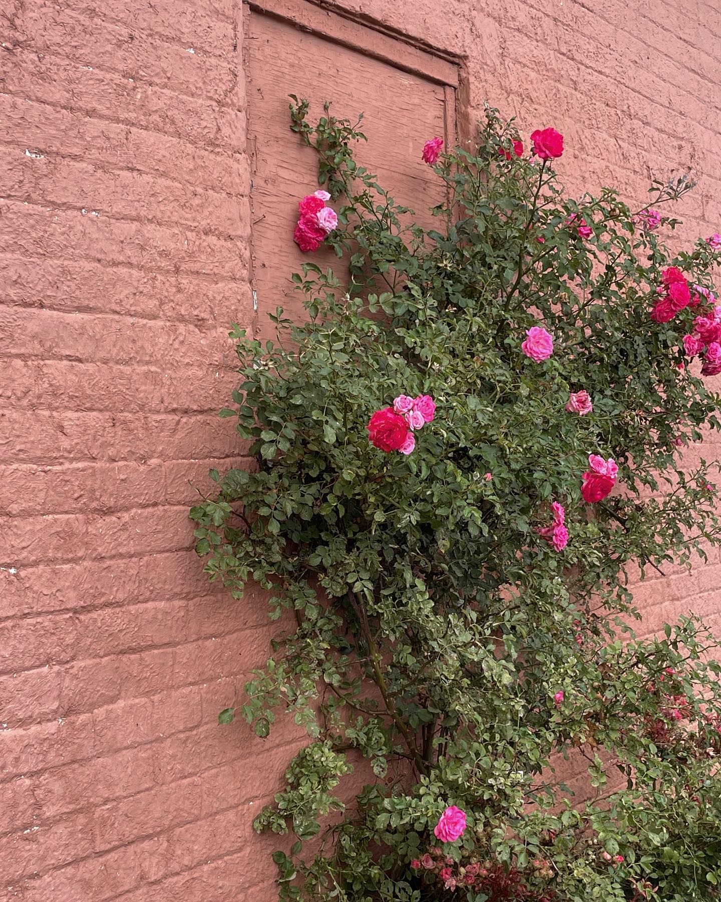 Pink climbing roses on a reddish-brown brick wall.