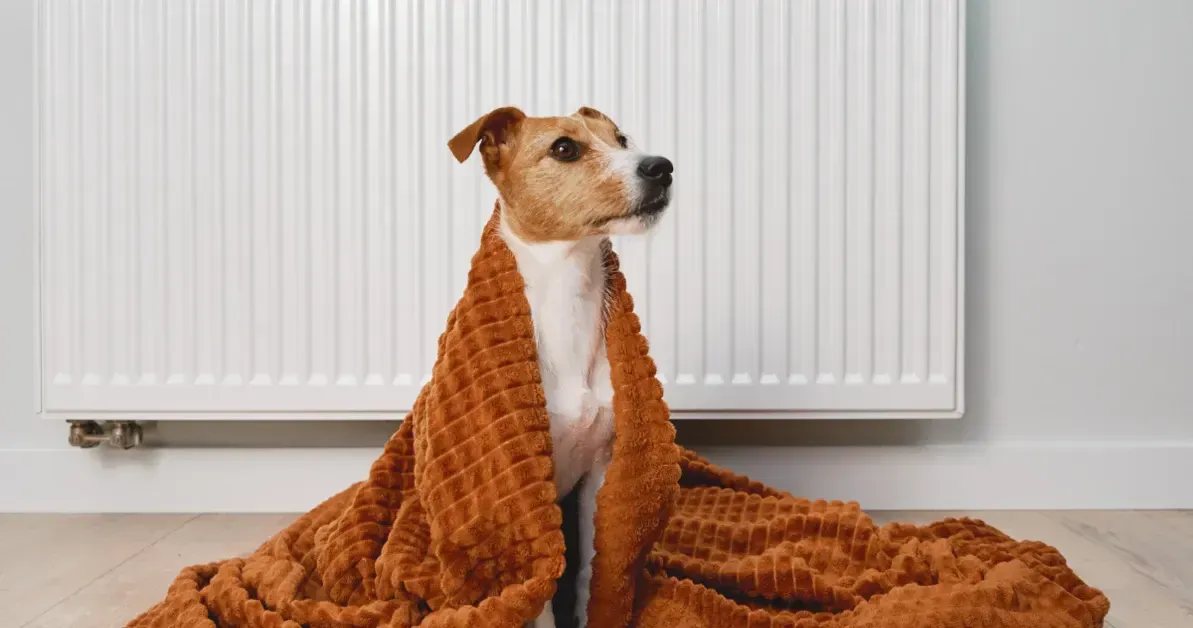 A dog wrapped in a blanket is sitting in front of a radiator.