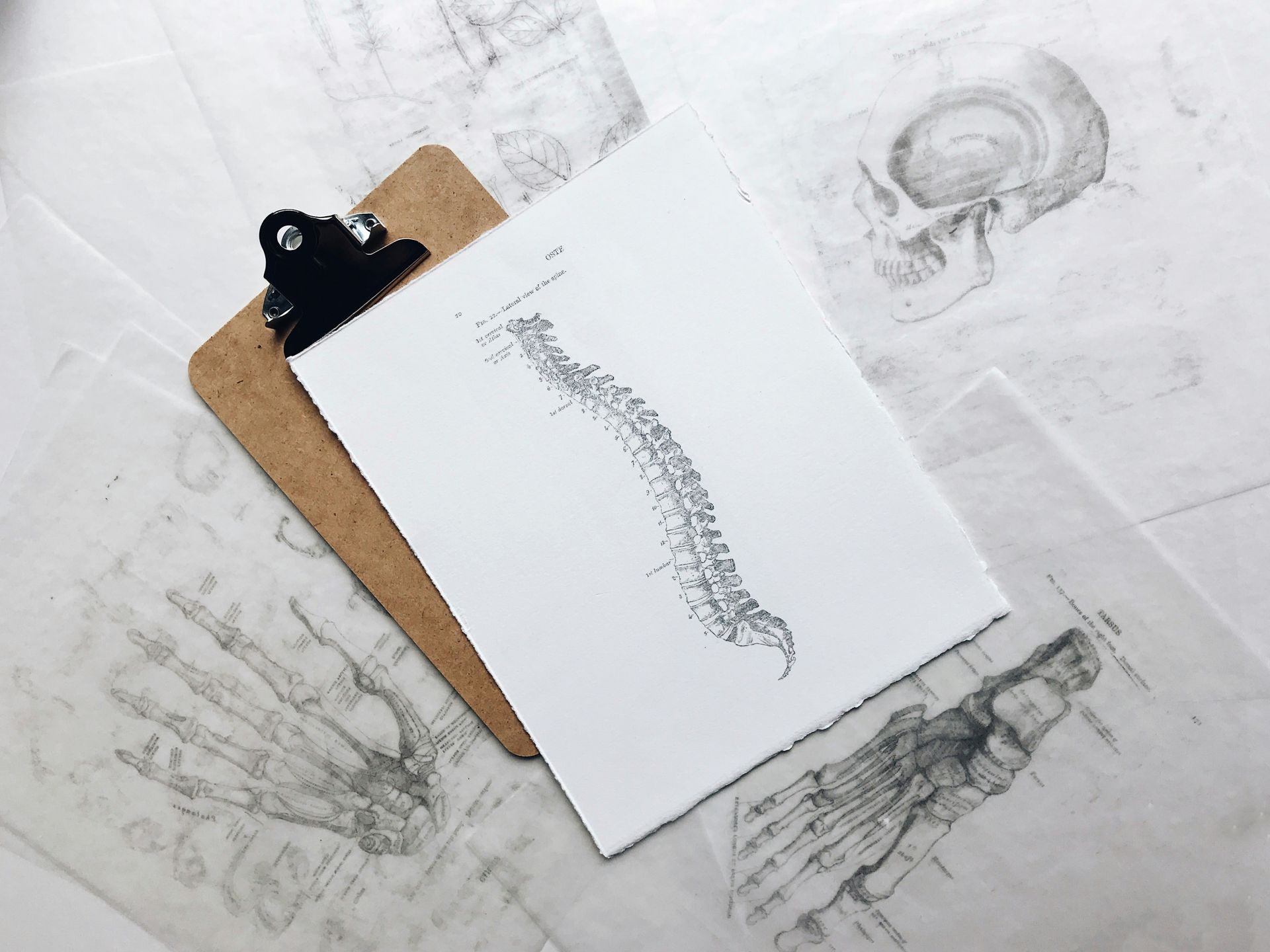 Clipboard with spinal anatomy drawing on a table covered in anatomical sketches.