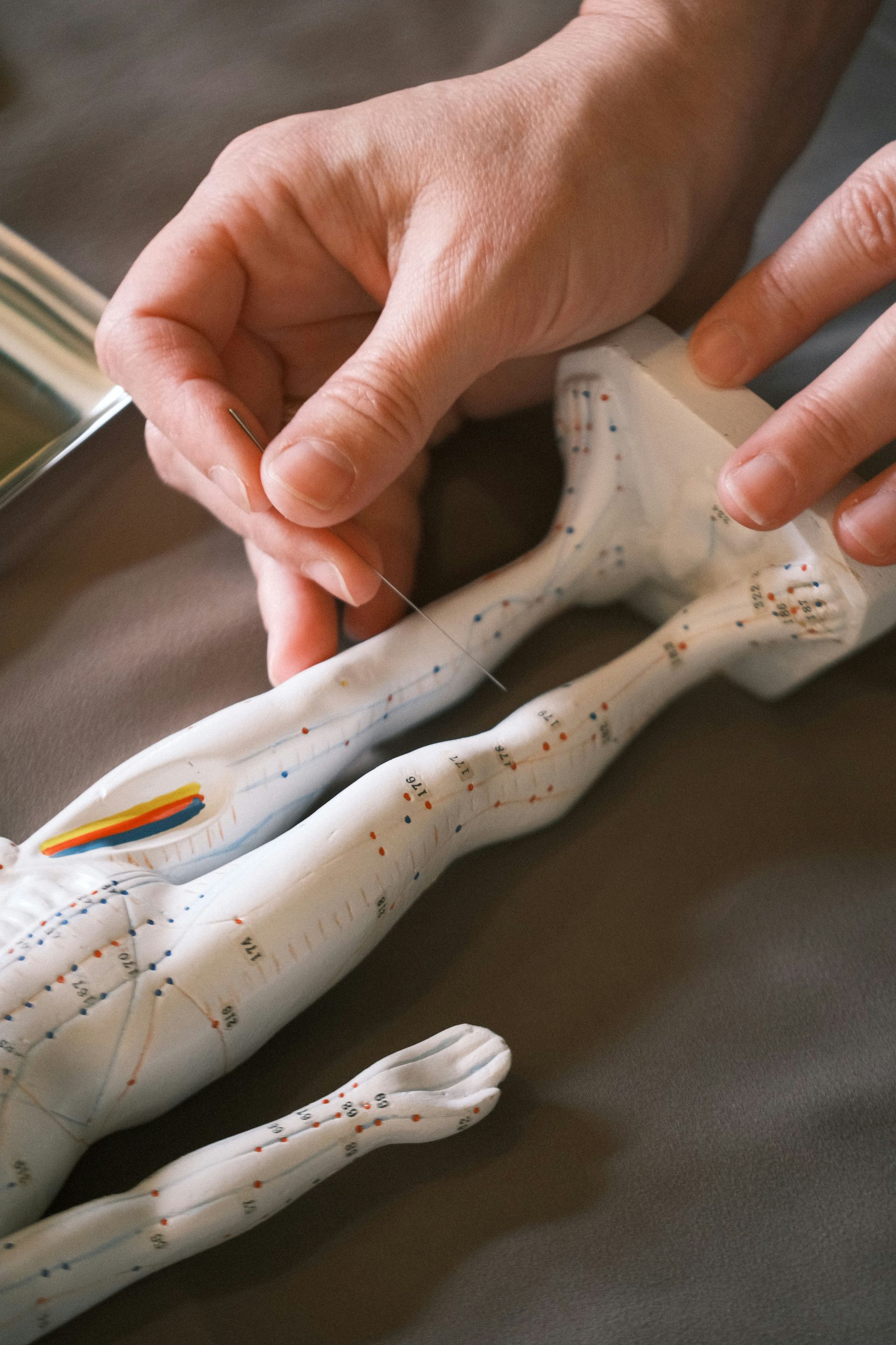 Hands inserting acupuncture needles into a leg on a body model.