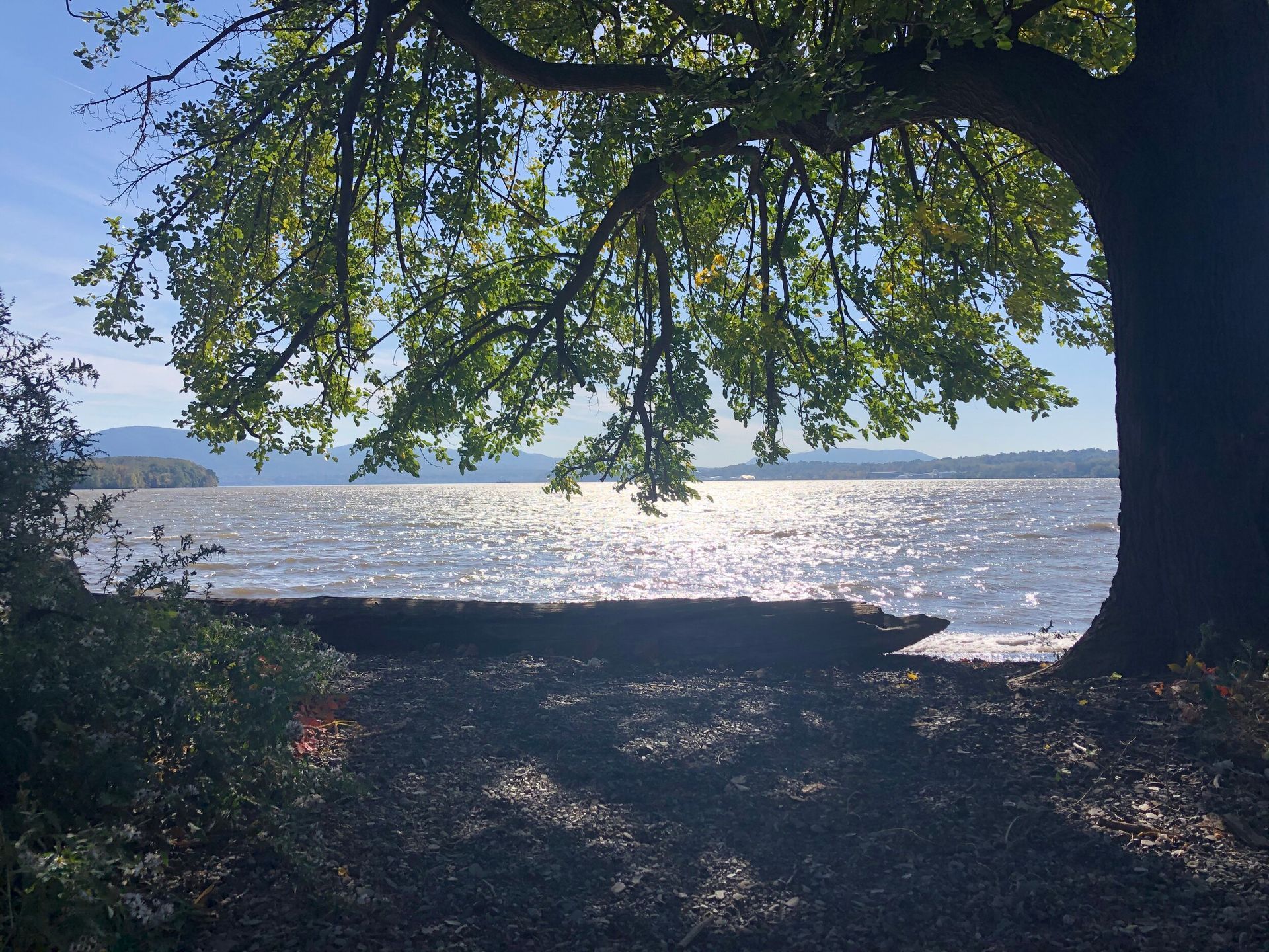 A tree overlooking a body of water on a sunny day
