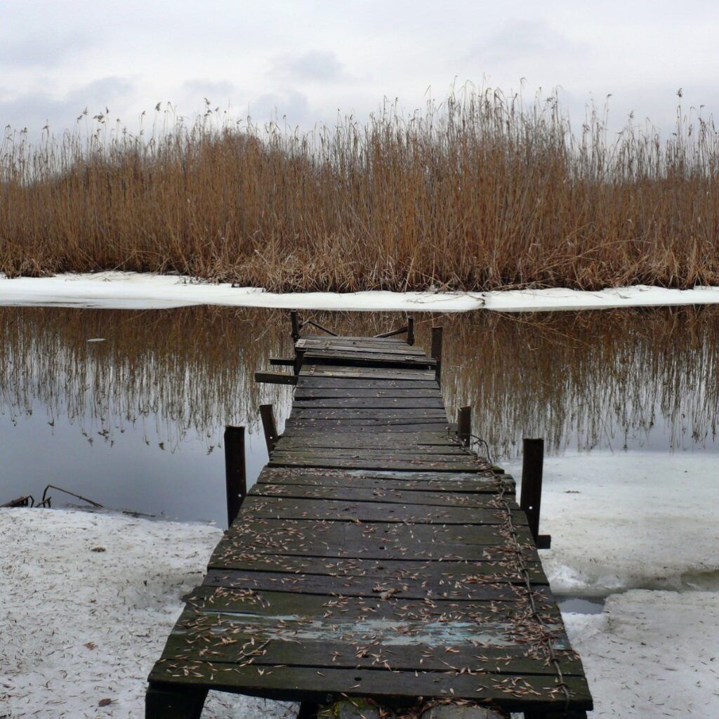 A wooden dock leads to a body of water surrounded by tall grass