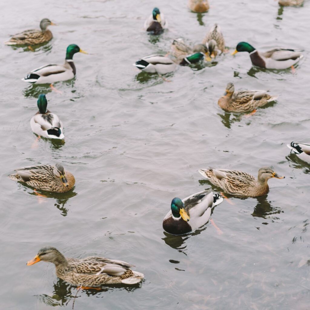 A group of ducks are swimming in the water
