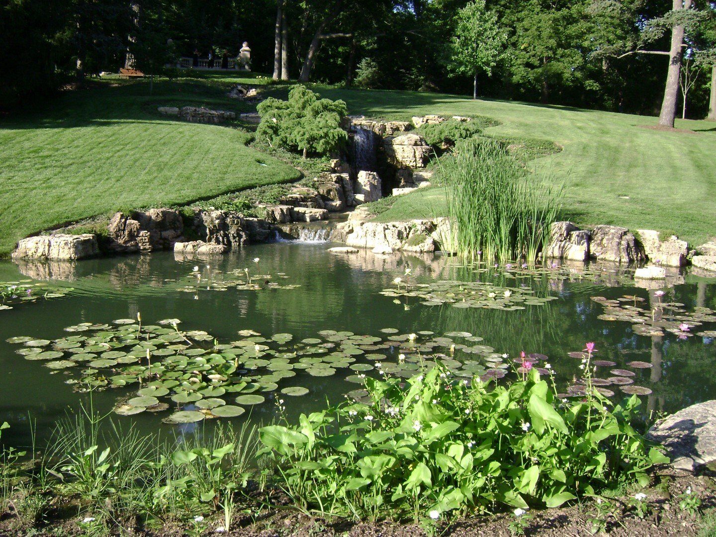 A pond with lily pads and a waterfall in the background