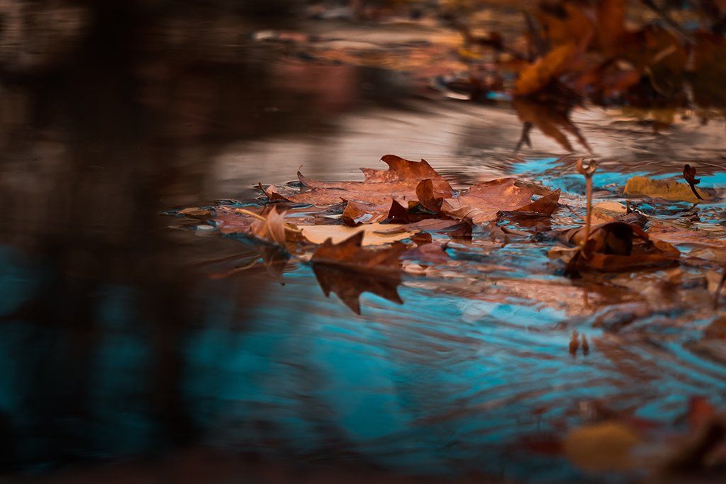 Autumn leaves are reflected in a puddle of water.