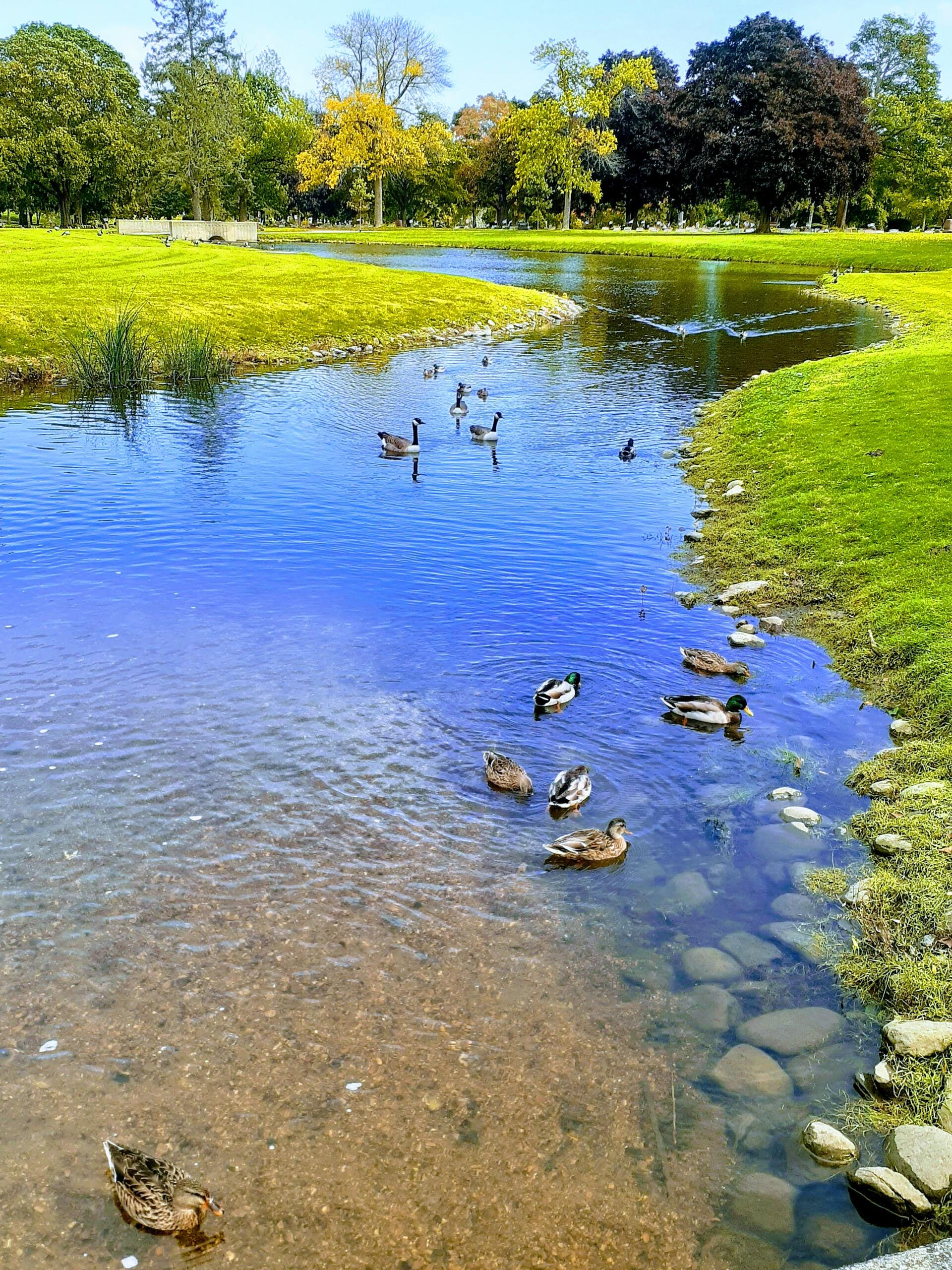 A group of ducks are swimming in a river in a park.