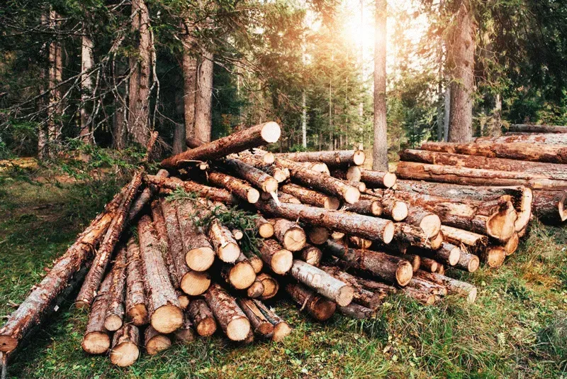 Logs piled on the ground in a forest with trees in the background, sunlight.