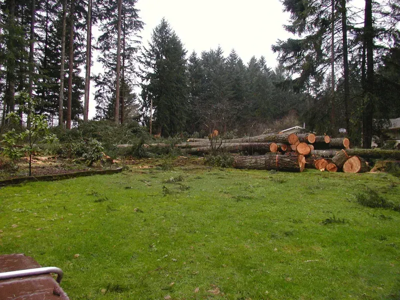 Green grass yard with felled logs, chopped branches, and tall trees in the background.