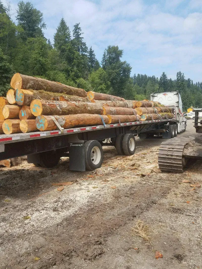 A flatbed truck loaded with freshly cut logs on a dirt road, with trees in the background.