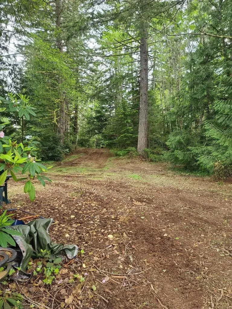 Dirt path through a forest, trees on either side, overcast sky.