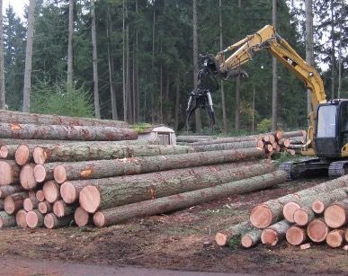 Logs stacked in a forest setting; a yellow excavator with a grapple loads logs.
