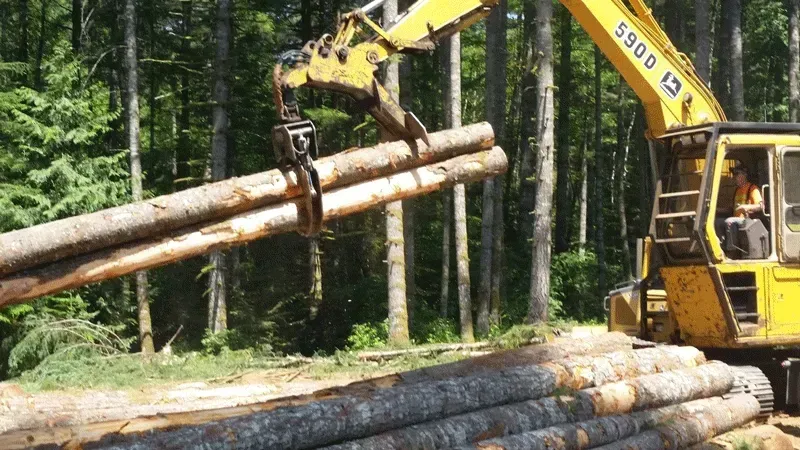 Yellow forestry machine lifting logs in a forest.