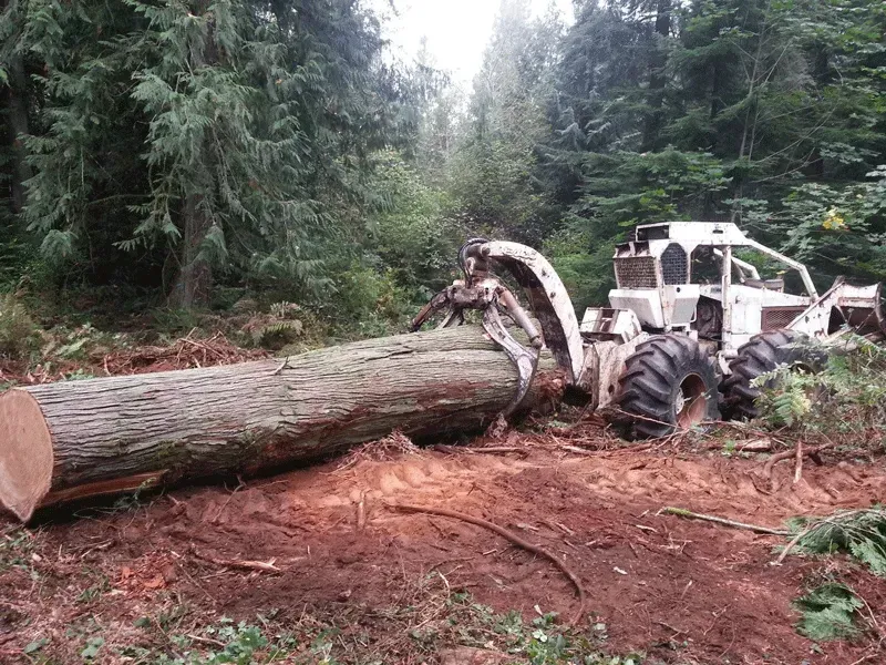log excavation