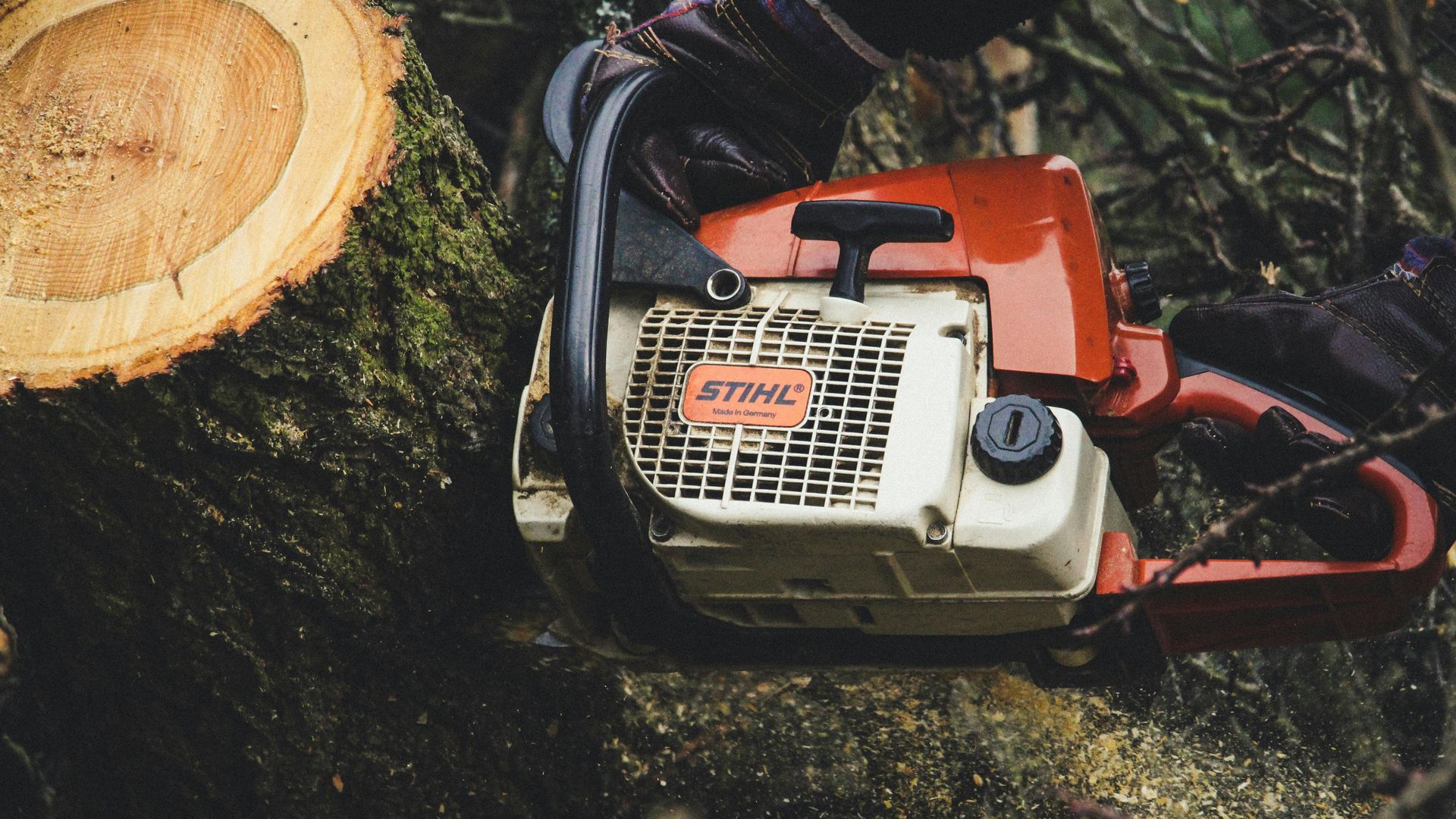 Close-up of a chainsaw cutting into a tree trunk; the chainsaw is red and white, brand is STIHL.