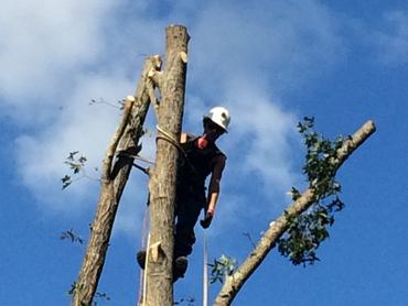 Contractor in tree, cutting the top off