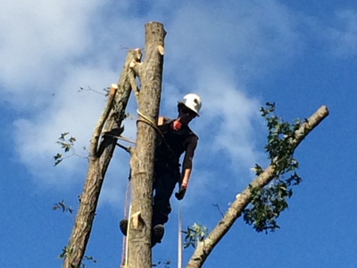 allen tree service fayetteville nc