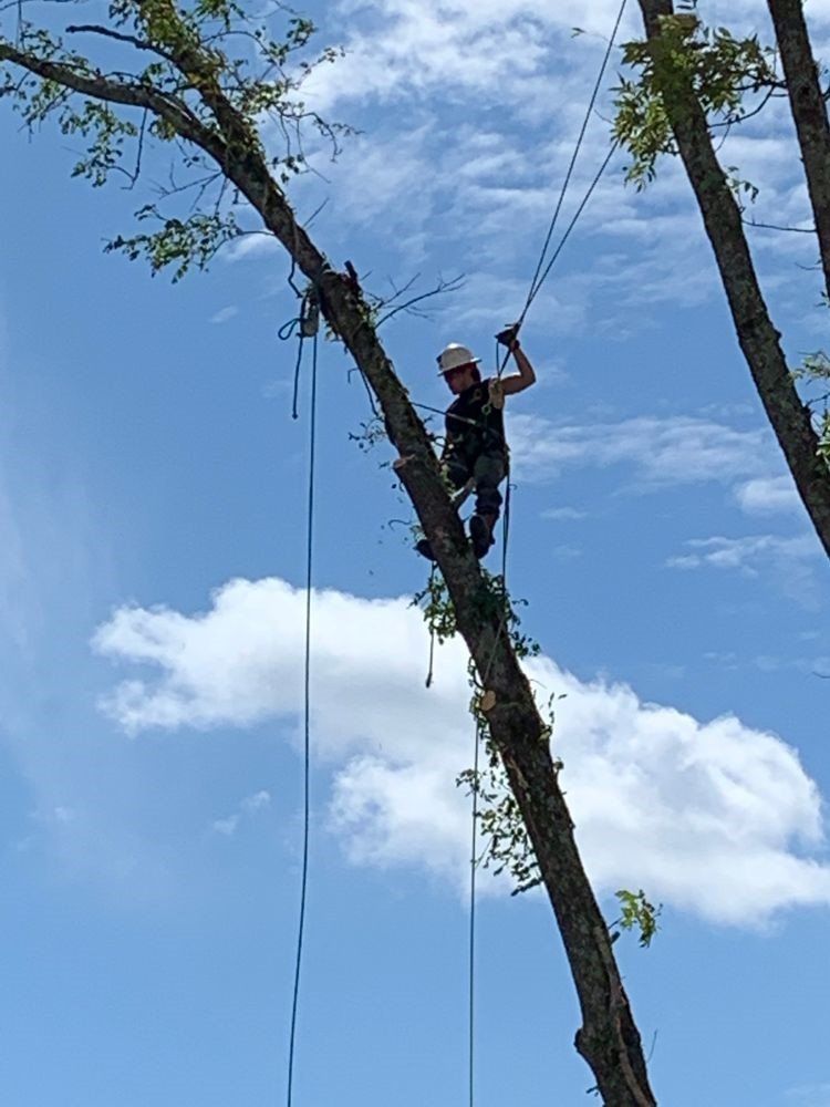 Contractor in tree cutting off branches