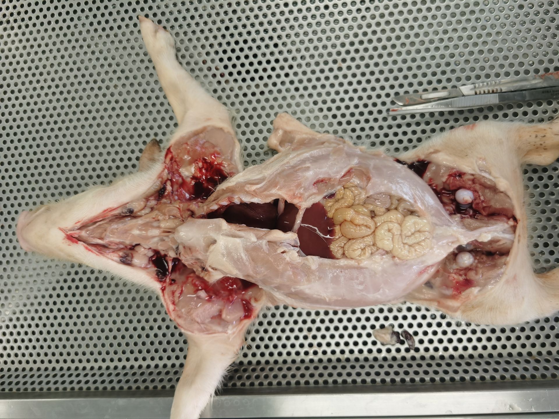 Científico con bata de laboratorio mirando a través de un microscopio, usando gafas de seguridad y guantes.