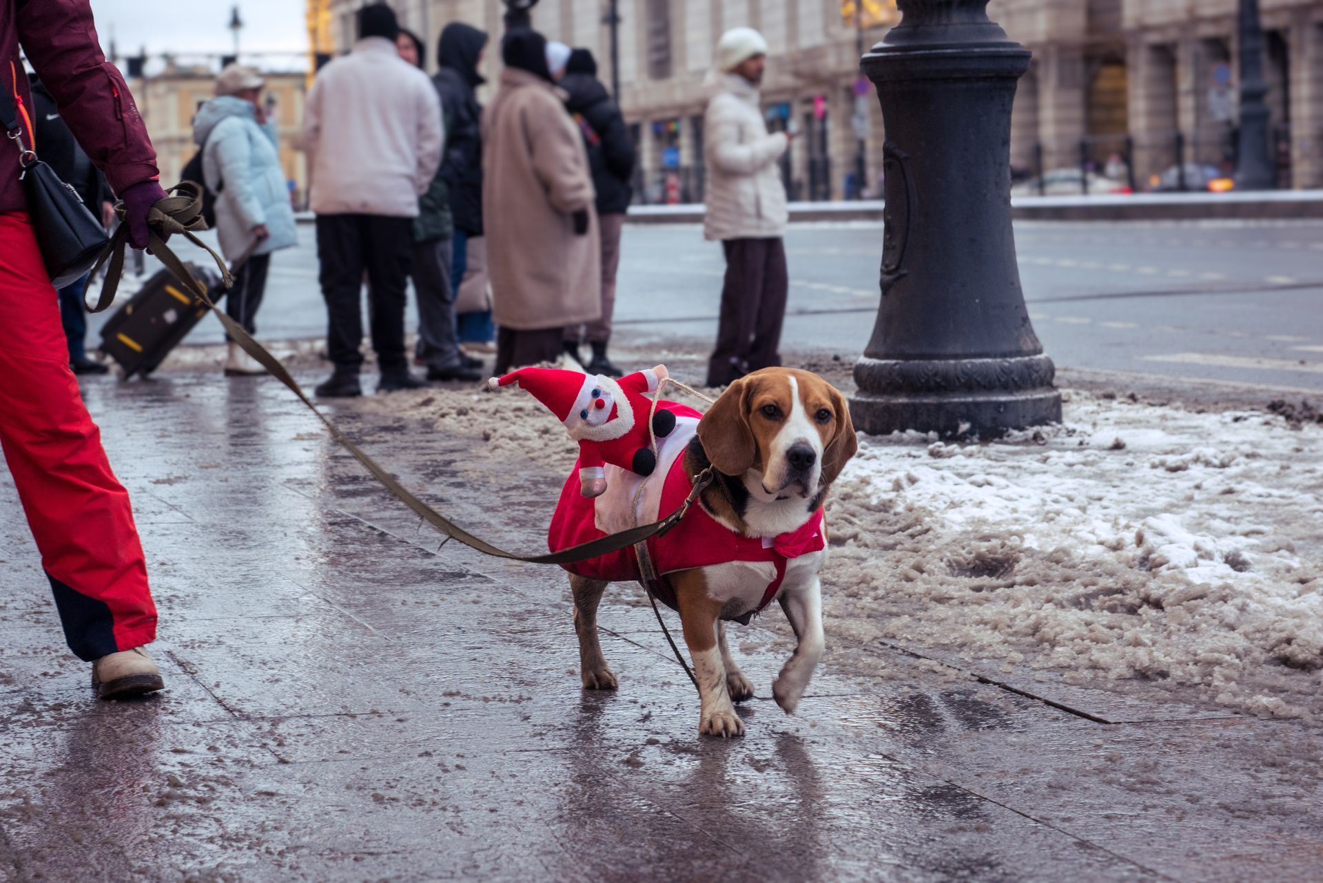 A dog is wearing a santa claus costume on a leash.