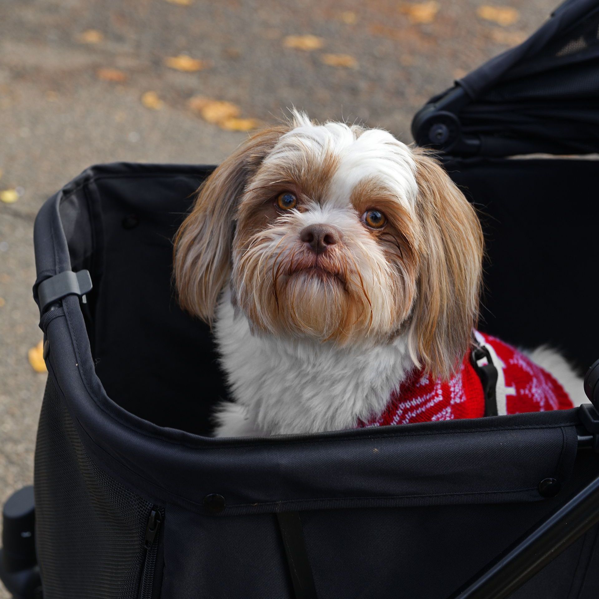 A small brown and white dog is sitting in a black stroller