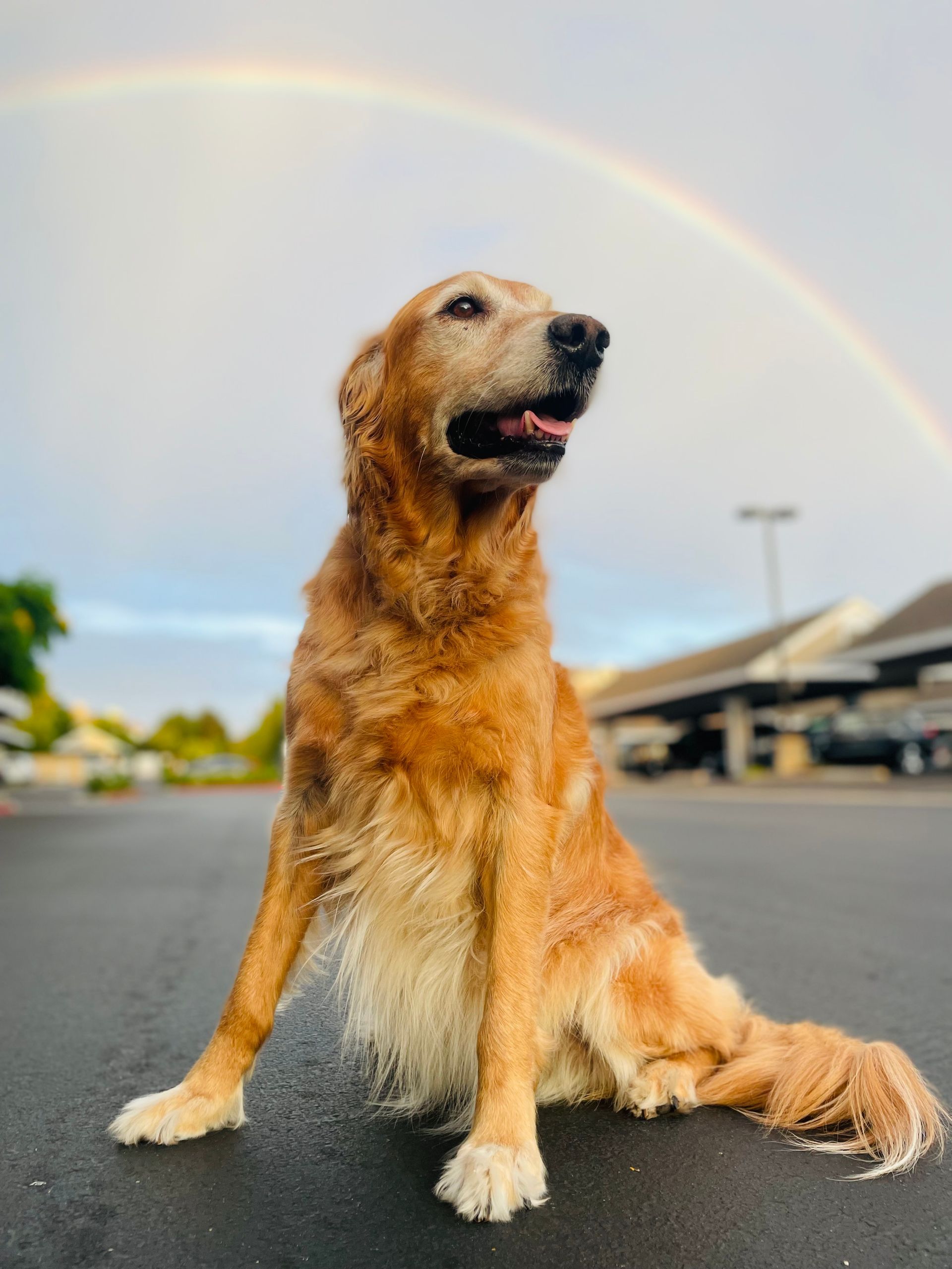 A dog is sitting on the ground in front of a rainbow.