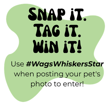 Snap it tag it win it use #wagswhiskersstar when posting your pet 's photo to enter