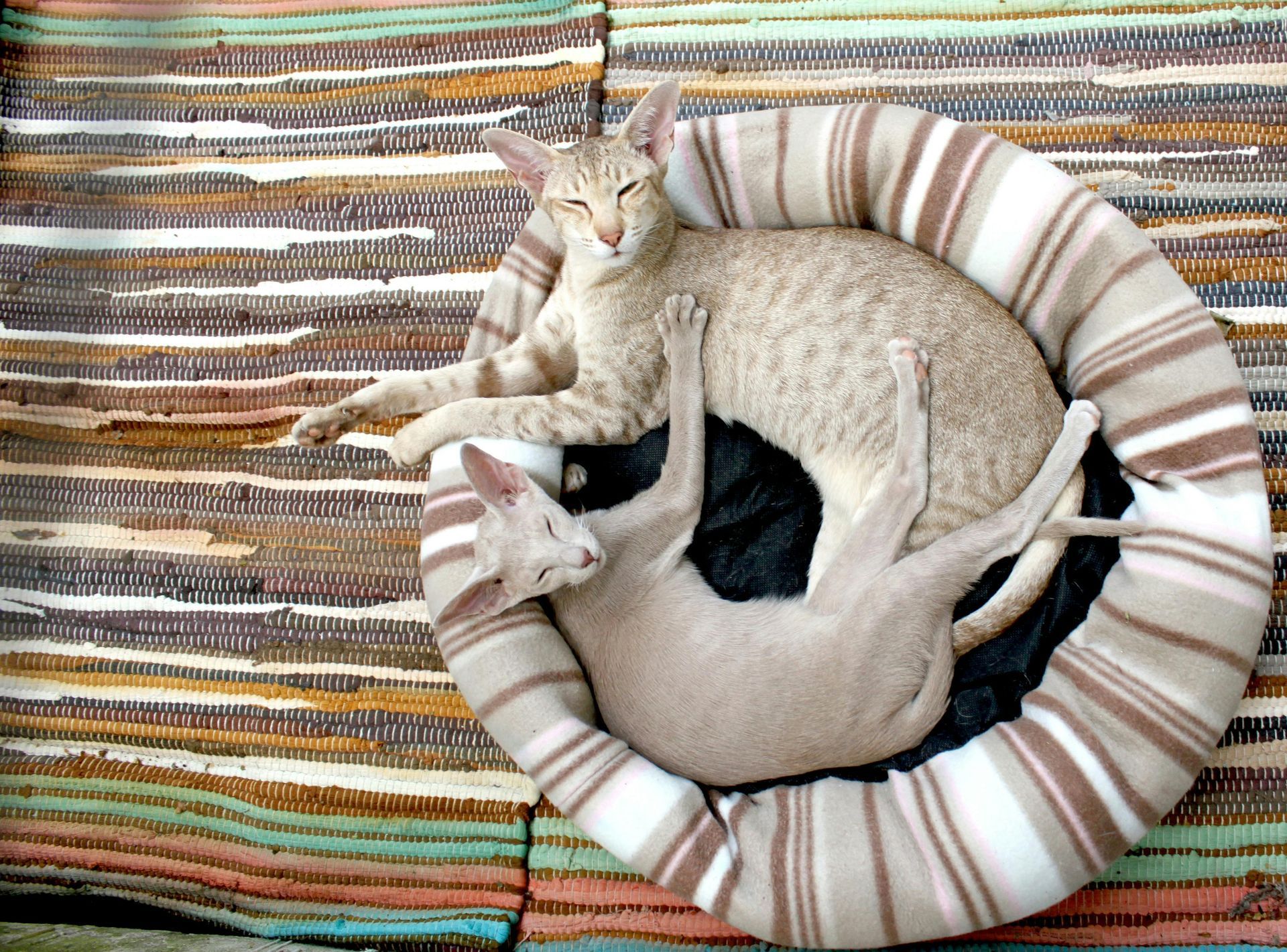 Two cats laying in a striped bed on a rug