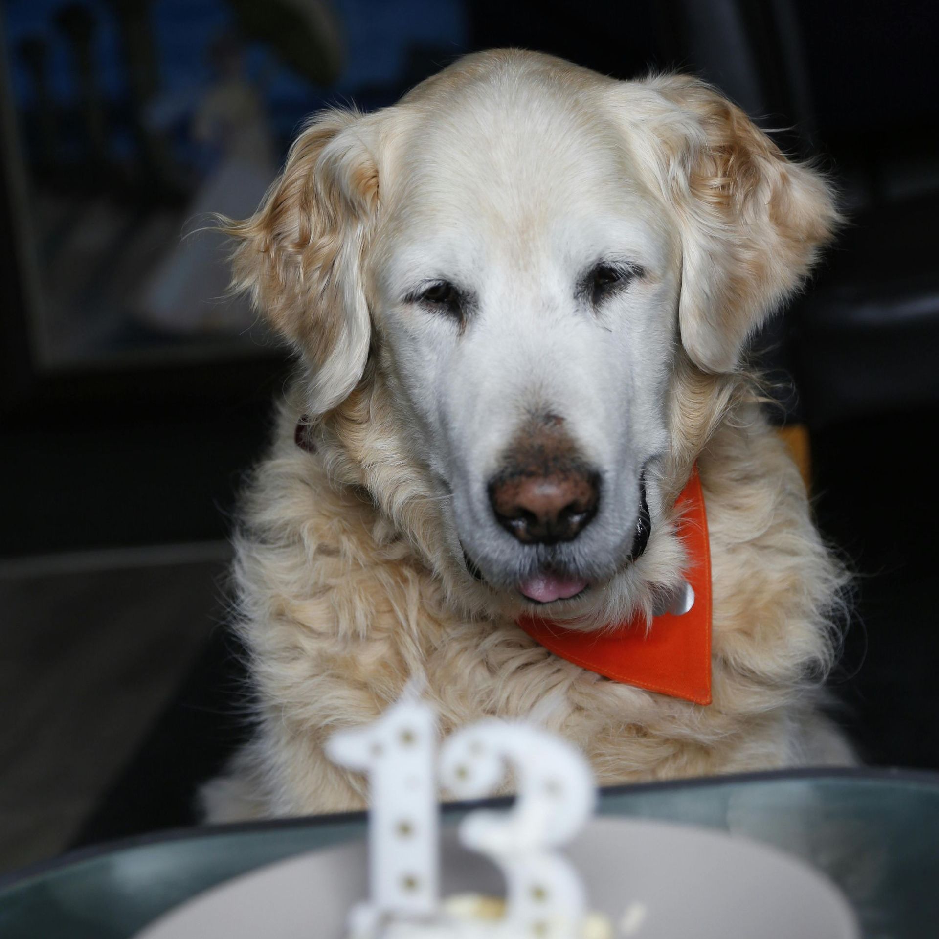 A dog is sitting in front of a cake with the number 13 on it