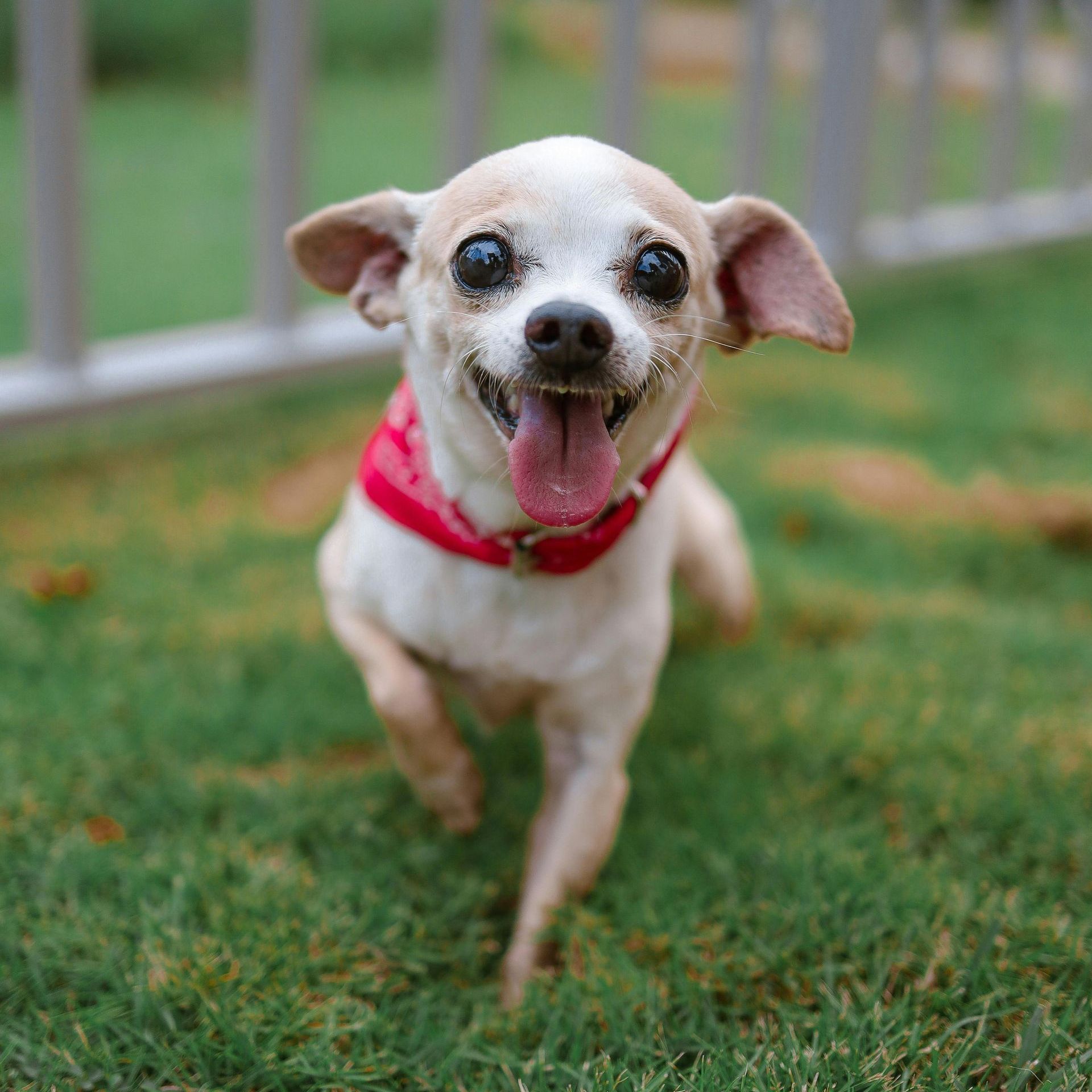 A small dog wearing a red collar is running in the grass.