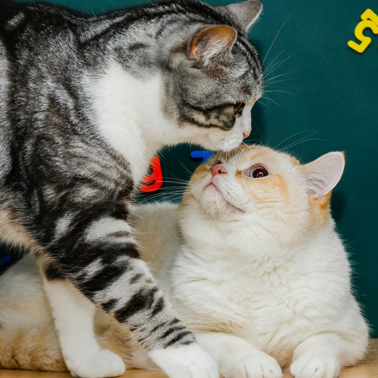 A cat and a kitten are looking at each other