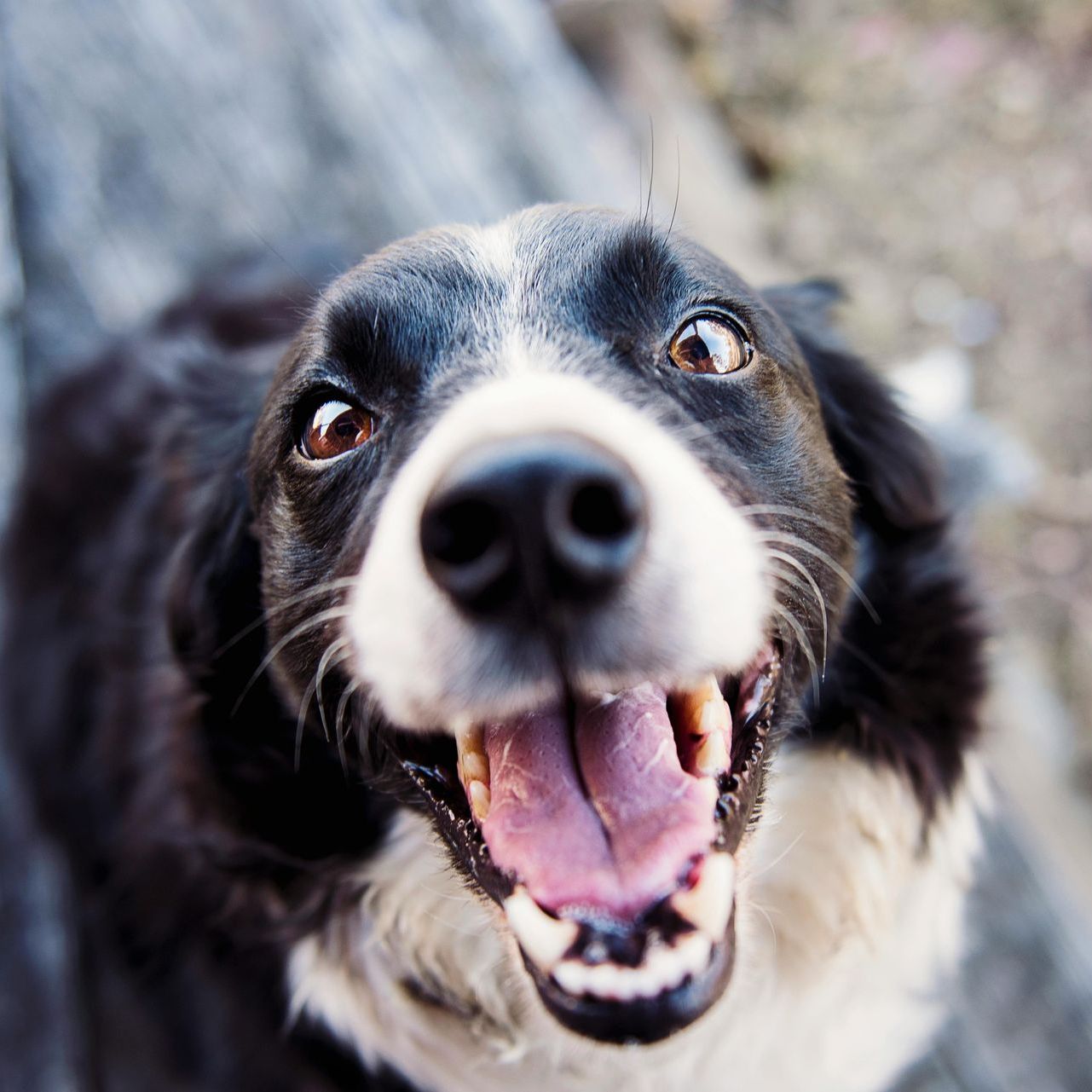 A close up of a black and white dog with its mouth open