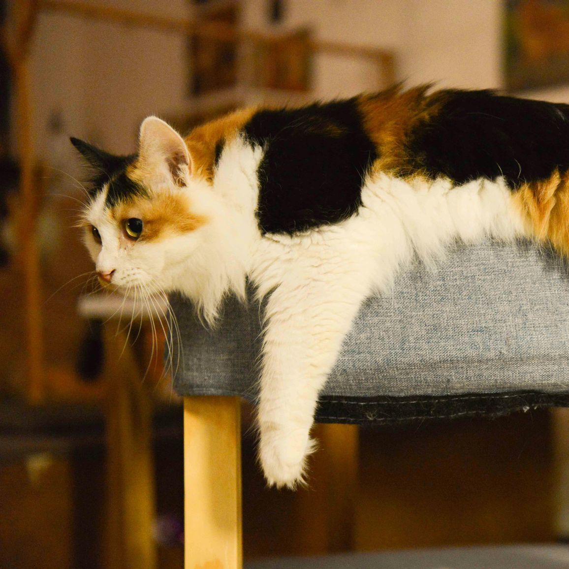 A calico cat is laying on a stool and looking at the camera.