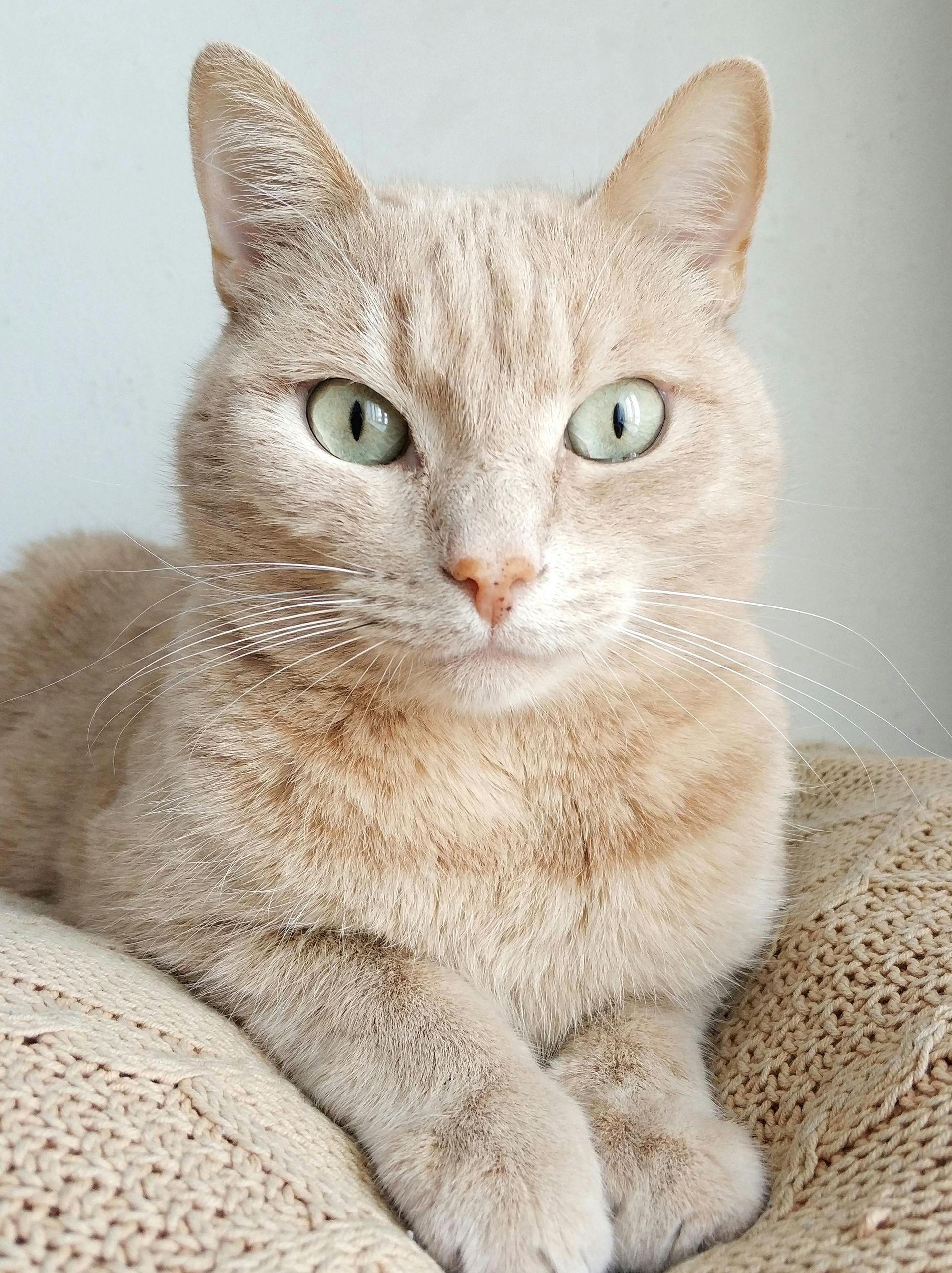 A cat with green eyes is laying on a couch and looking at the camera.