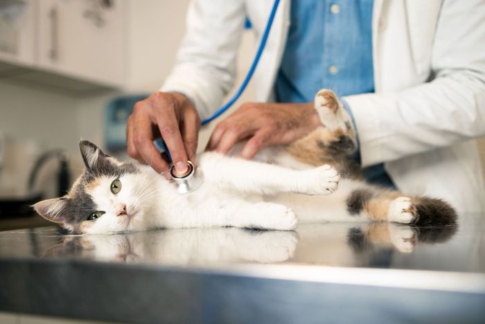 A cat is being examined by a veterinarian with a stethoscope