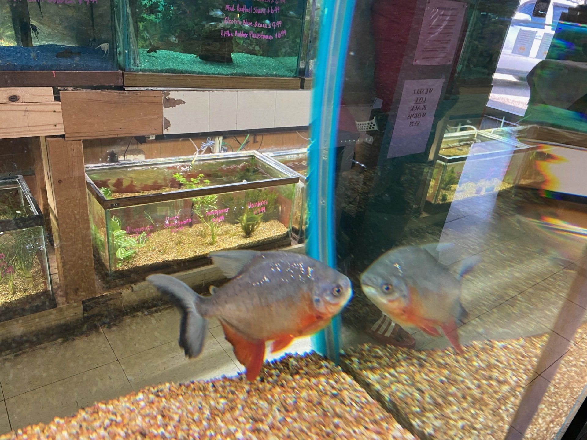 Gallery Metairie, LA Causeway Pets