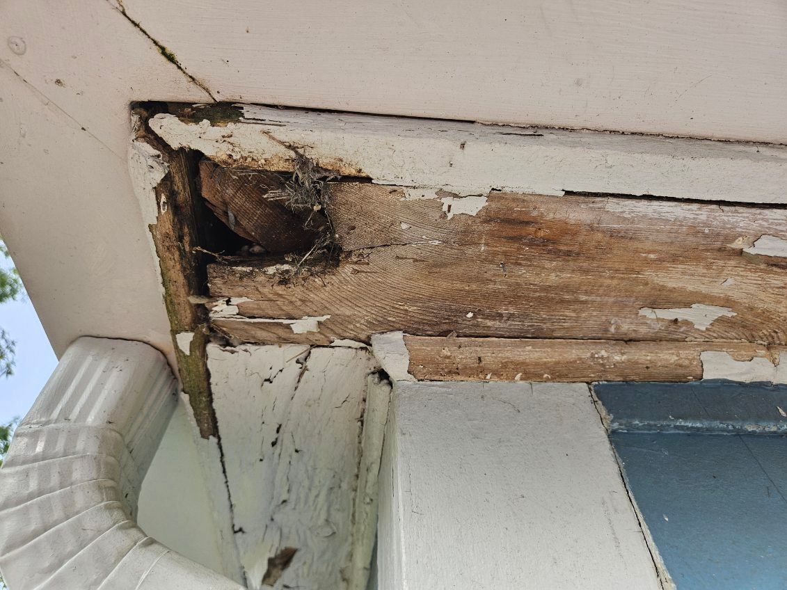 Damaged wood trim on a building's exterior with peeling paint and a bird's nest visible. A white gutter is nearby.