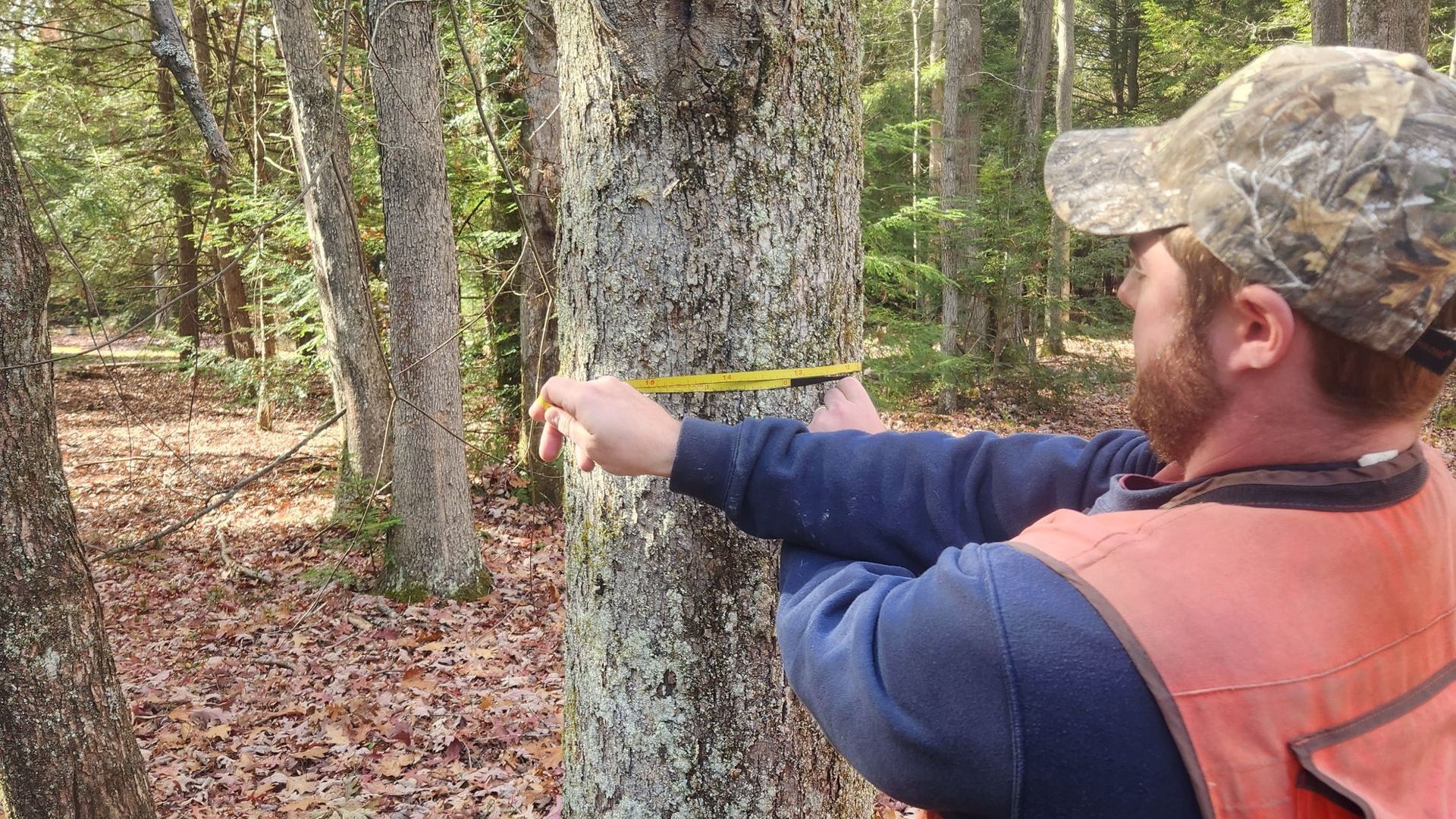 forest management plans
