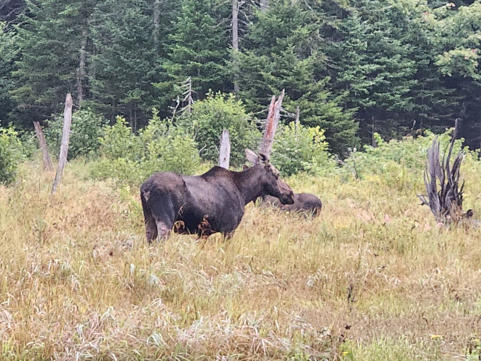 A moose is standing in a field with trees in the background.